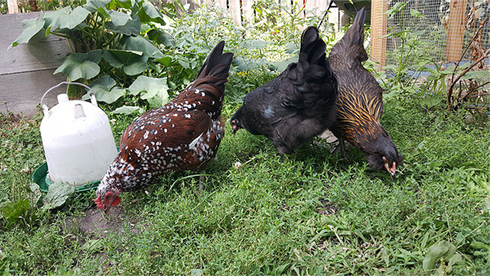 Three chickens of various colored feathers foraging in the grass in a garden near a container of water.