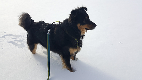 A medium sized dog in a harness and leash standing in the snow looking into the distance.